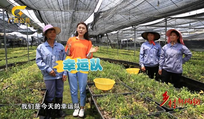 乡村新风貌||药食同源 铁皮石斛的广西”味”