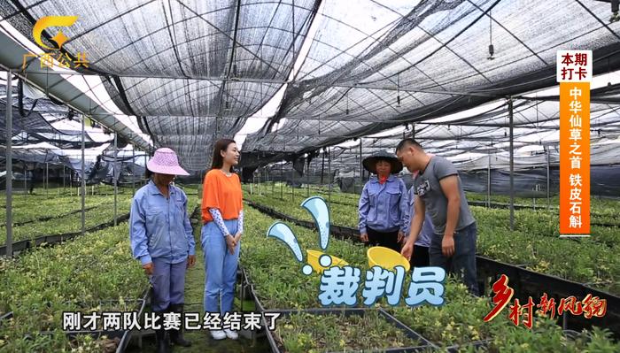 乡村新风貌||药食同源 铁皮石斛的广西”味”