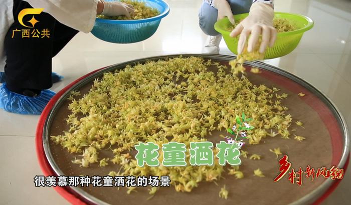 乡村新风貌||药食同源 铁皮石斛的广西”味”