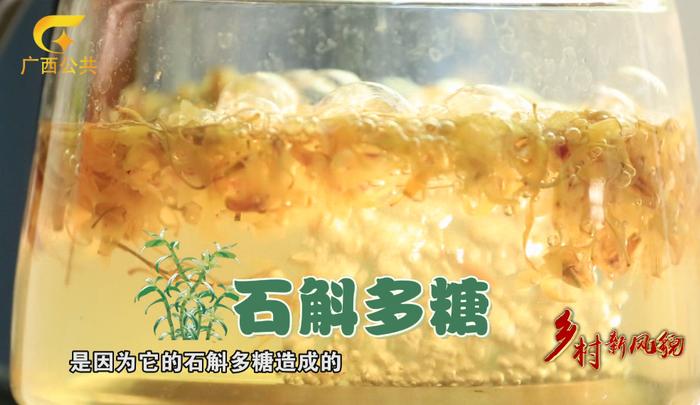 乡村新风貌||药食同源 铁皮石斛的广西”味”