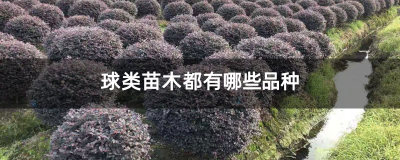 球类苗木都有哪些品种